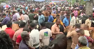 ঈদ ঘিরে বগুড়ায় জমে উঠছে কোরবানির পশুর হাট, বাড়তি দামের ইঙ্গিত